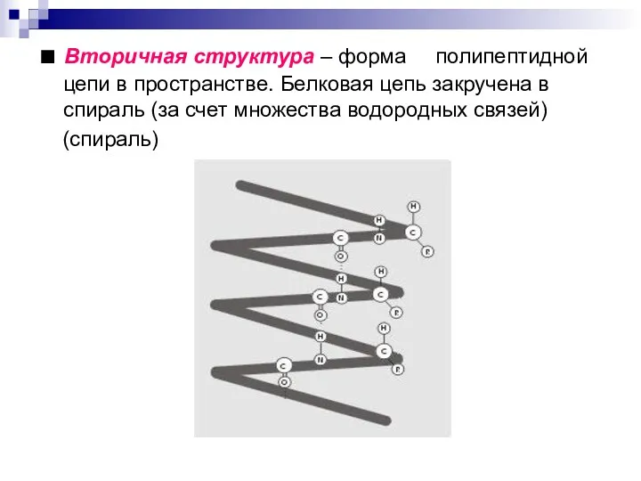 ■ Вторичная структура – форма полипептидной цепи в пространстве. Белковая цепь закручена в