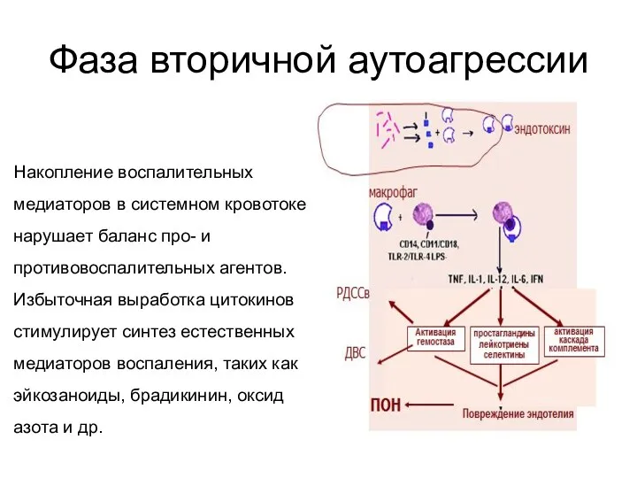 Фаза вторичной аутоагрессии Накопление воспалительных медиаторов в системном кровотоке нарушает