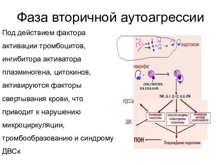 Фаза вторичной аутоагрессии Под действием фактора активации тромбоцитов, ингибитора активатора