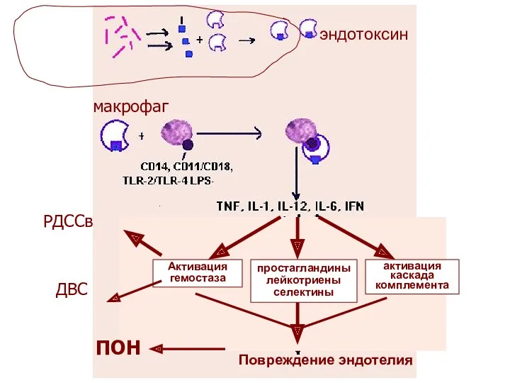 эндотоксин макрофаг РДССв активация каскада комплемента Активация гемостаза ДВС Повреждение эндотелия ПОН простагландины лейкотриены селектины