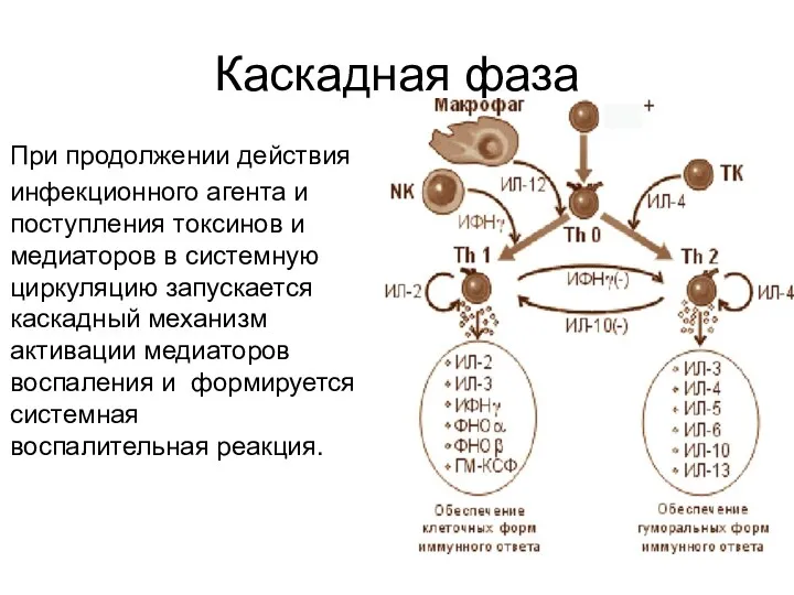 Каскадная фаза При продолжении действия инфекционного агента и поступления токсинов