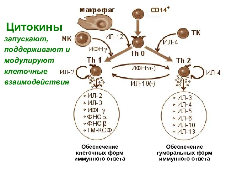 Обеспечение клеточных форм иммунного ответа CD14+ запускают, поддерживают и модулируют