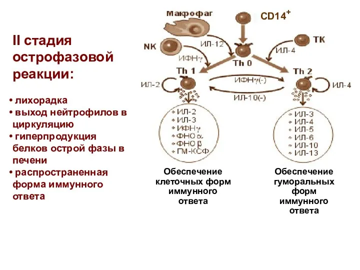 II стадия острофазовой реакции: лихорадка выход нейтрофилов в циркуляцию гиперпродукция