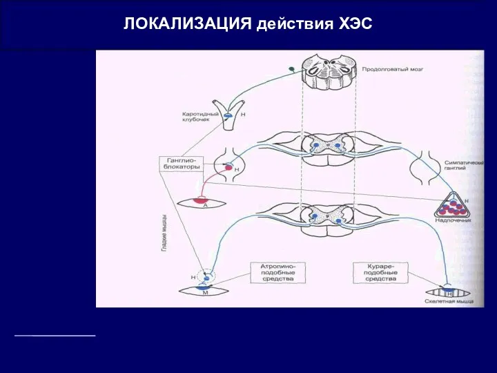 ЛОКАЛИЗАЦИЯ действия ХЭС