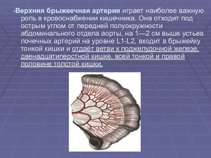 -Верхняя брыжеечная артерия играет наиболее важную роль в кровоснабжении кишечника.