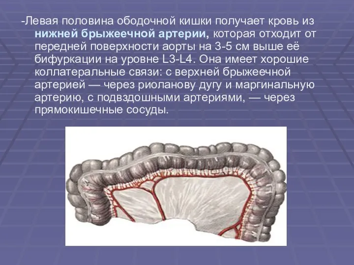 -Левая половина ободочной кишки получает кровь из нижней брыжеечной артерии,