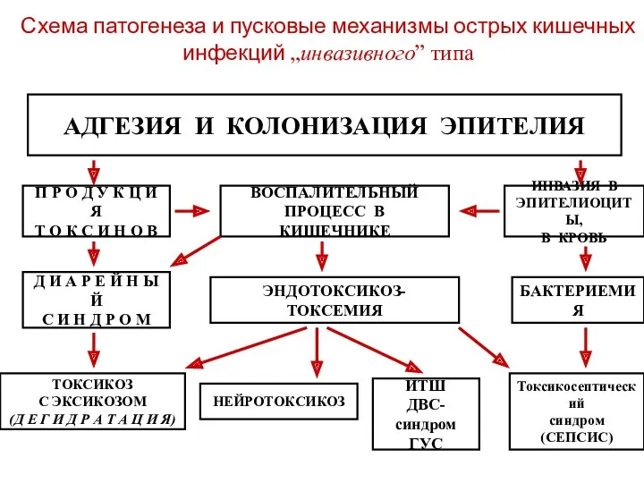 Схема патогенеза и пусковые механизмы острых кишечных инфекций „инвазивного” типа АДГЕЗИЯ И КОЛОНИЗАЦИЯ