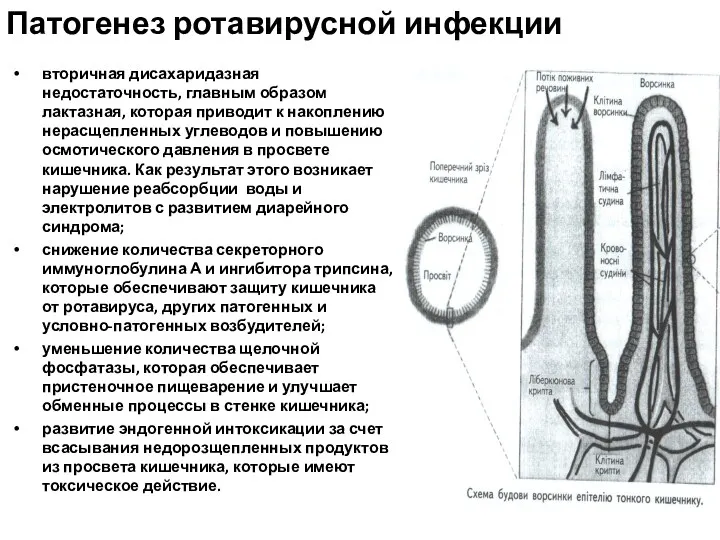 вторичная дисахаридазная недостаточность, главным образом лактазная, которая приводит к накоплению нерасщепленных углеводов и