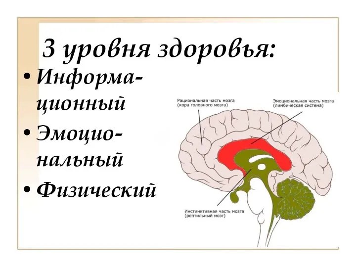 3 уровня здоровья: Информа-ционный Эмоцио-нальный Физический