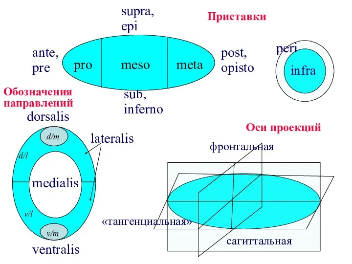 ante, pre supra, epi sub, inferno post, opisto infra dorsalis