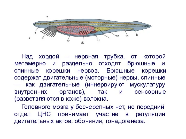 Над хордой – нервная трубка, от которой метамерно и раздельно