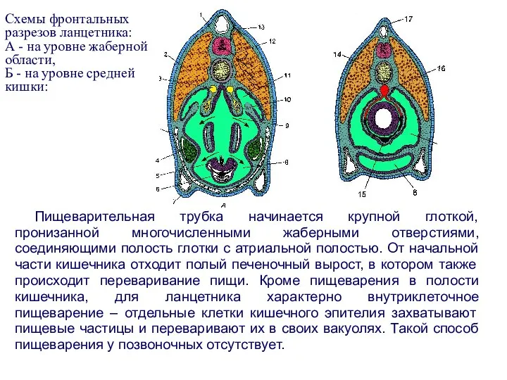 Пищеварительная трубка начинается крупной глоткой, пронизанной многочисленными жаберными отверстиями, соединяющими