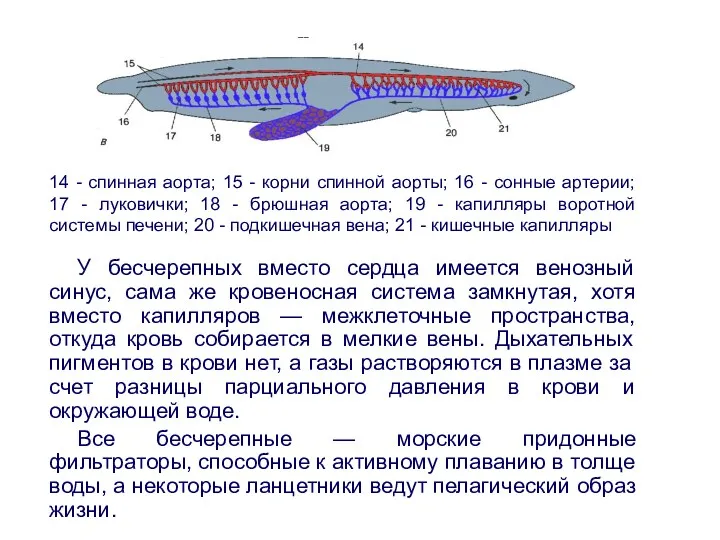 У бесчерепных вместо сердца имеется венозный синус, сама же кровеносная