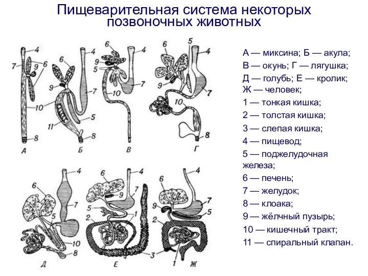 Пищеварительная система некоторых позвоночных животных А — миксина; Б —