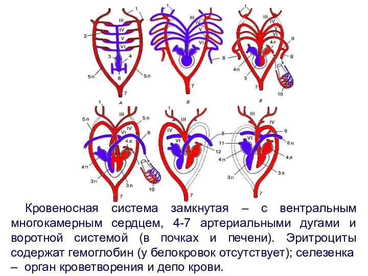 Кровеносная система замкнутая – с вентральным многокамерным сердцем, 4-7 артериальными