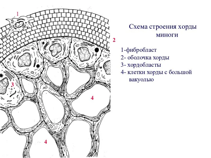 Схема строения хорды миноги 1-фибробласт 2- оболочка хорды 3- хордобласты