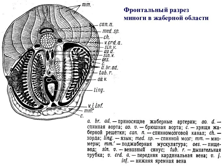 Фронтальный разрез миноги в жаберной области