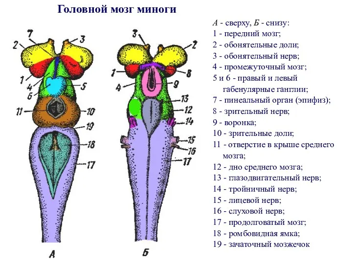 А - сверху, Б - снизу: 1 - передний мозг;