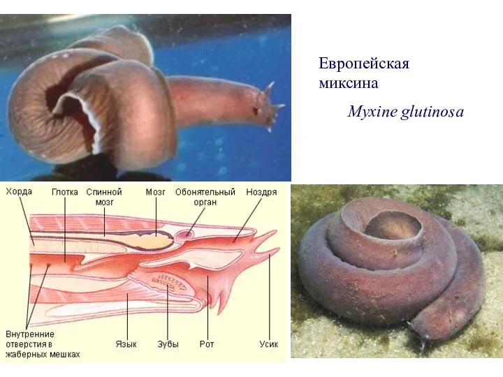 Европейская миксина Myxine glutinosa