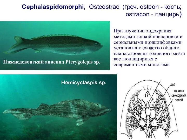 Cephalaspidomorphi, Osteostraci (греч. osteon - кость; ostracon - панцирь) При