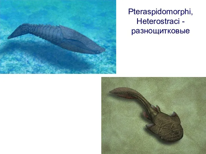 Pteraspidomorphi, Heterostraci - разнощитковые