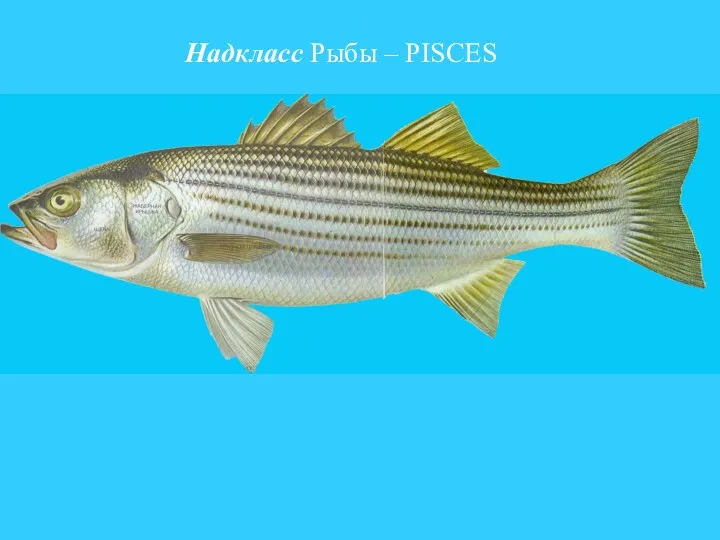 Надкласс Рыбы – PISCES