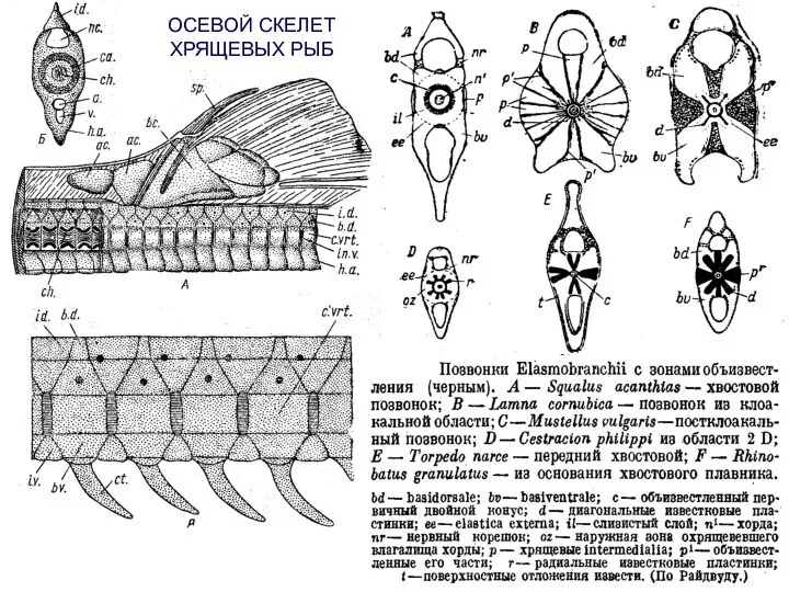 ОСЕВОЙ СКЕЛЕТ ХРЯЩЕВЫХ РЫБ