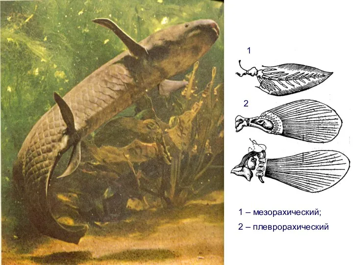 1 – мезорахический; 2 – плеврорахический 1 2