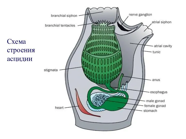 Схема строения асцидии