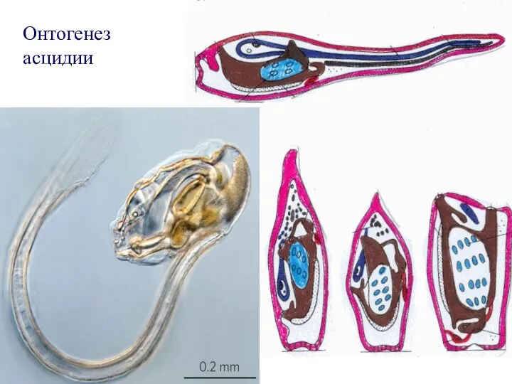 Онтогенез асцидии