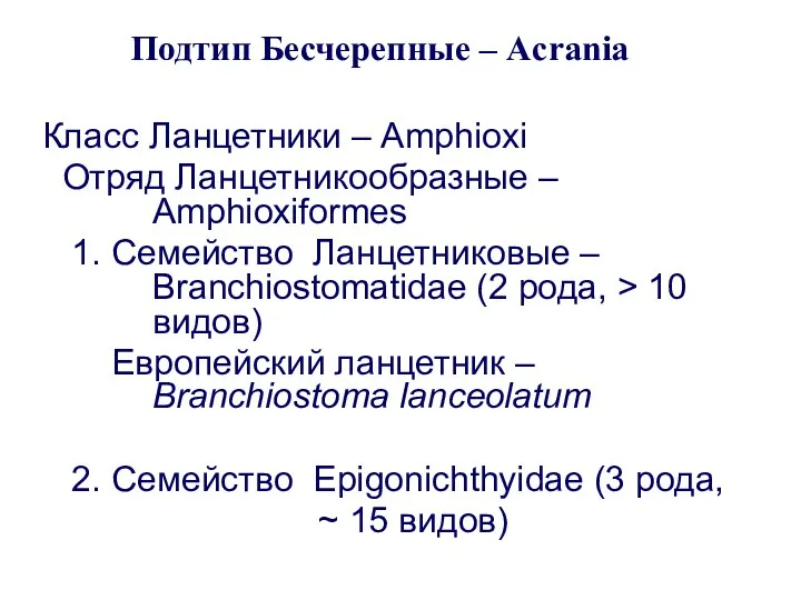 Подтип Бесчерепные – Acrania Класс Ланцетники – Amphioxi Отряд Ланцетникообразные