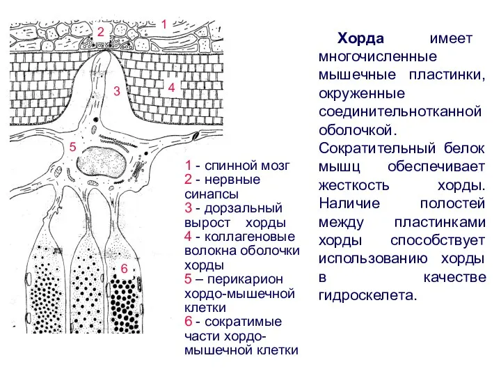 Хорда имеет многочисленные мышечные пластинки, окруженные соединительнотканной оболочкой. Сократительный белок