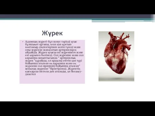 Жүрек Адамның жүрегі-бұл конус тәрізді қуыс бұлшықет органы, оған қан