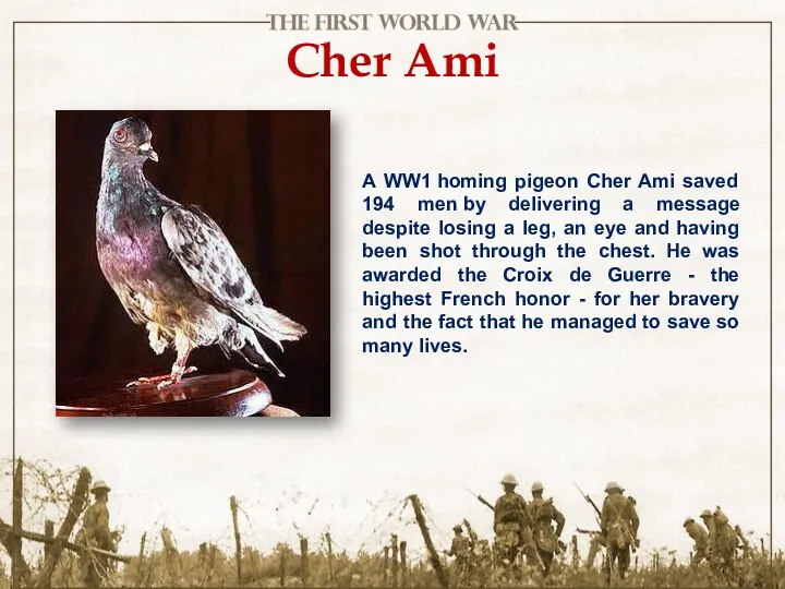Cher Ami A WW1 homing pigeon Cher Ami saved 194 men by delivering