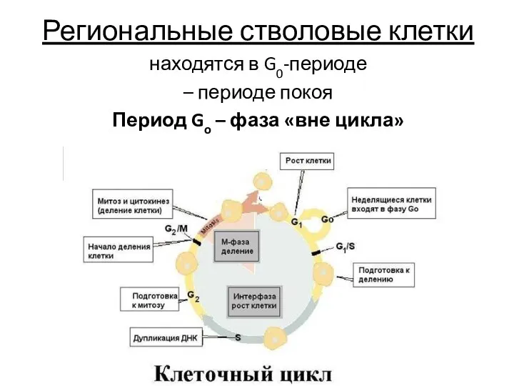 Региональные стволовые клетки находятся в G0-периоде – периоде покоя Период Go – фаза «вне цикла»