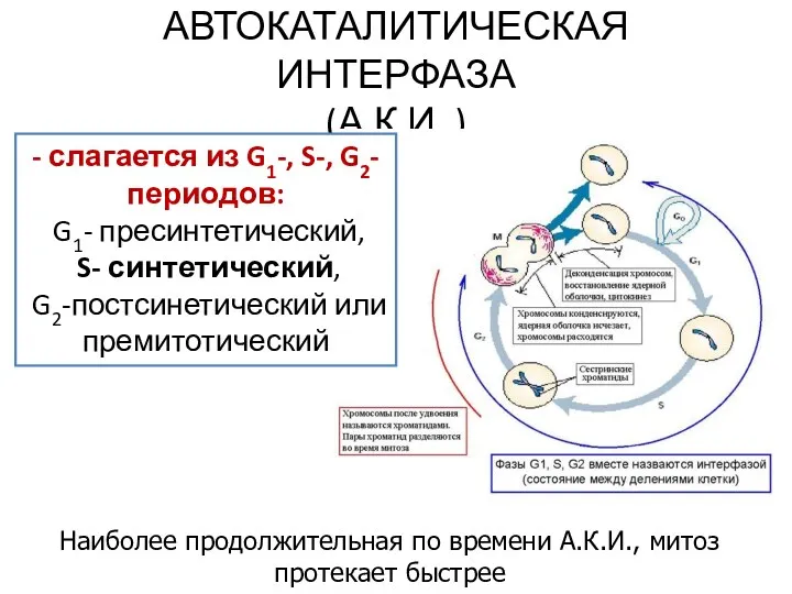 АВТОКАТАЛИТИЧЕСКАЯ ИНТЕРФАЗА (А.К.И. ) - слагается из G1-, S-, G2-периодов: