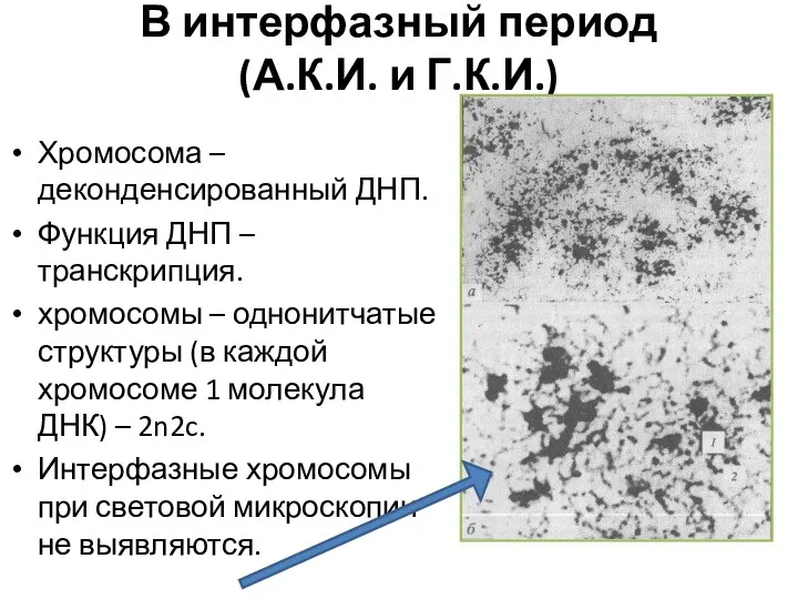 В интерфазный период (А.К.И. и Г.К.И.) Хромосома – деконденсированный ДНП.