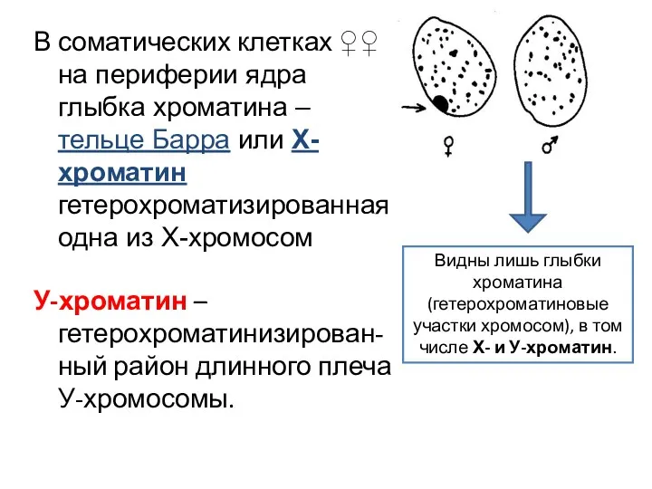 В соматических клетках ♀♀ на периферии ядра глыбка хроматина –