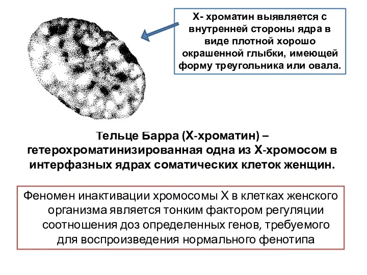 Тельце Барра (Х-хроматин) – гетерохроматинизированная одна из Х-хромосом в интерфазных