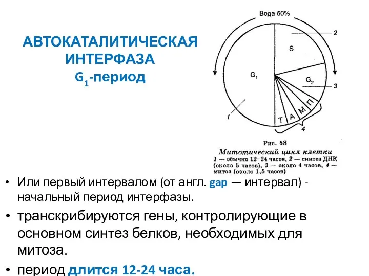 АВТОКАТАЛИТИЧЕСКАЯ ИНТЕРФАЗА G1-период Или первый интервалом (от англ. gap —