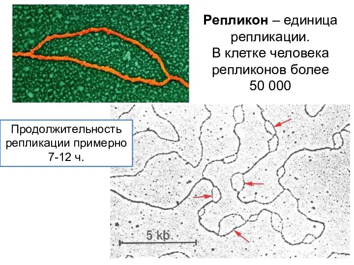 Репликон – единица репликации. В клетке человека репликонов более 50 000 Продолжительность репликации примерно 7-12 ч.