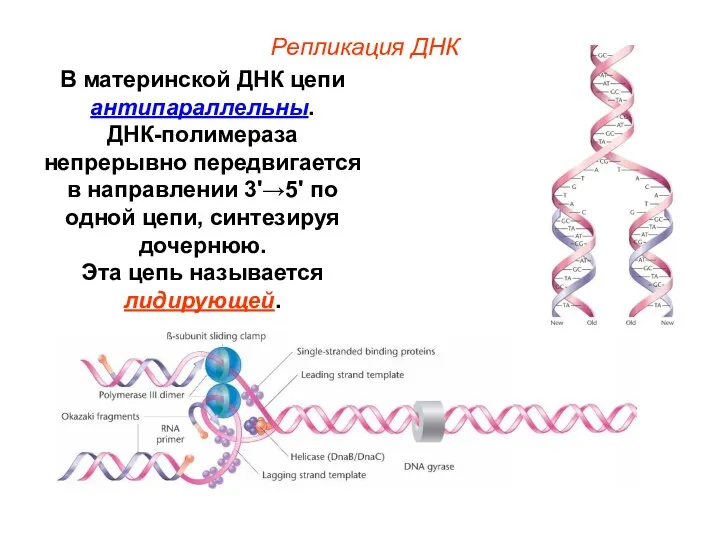 В материнской ДНК цепи антипараллельны. ДНК-полимераза непрерывно передвигается в направлении