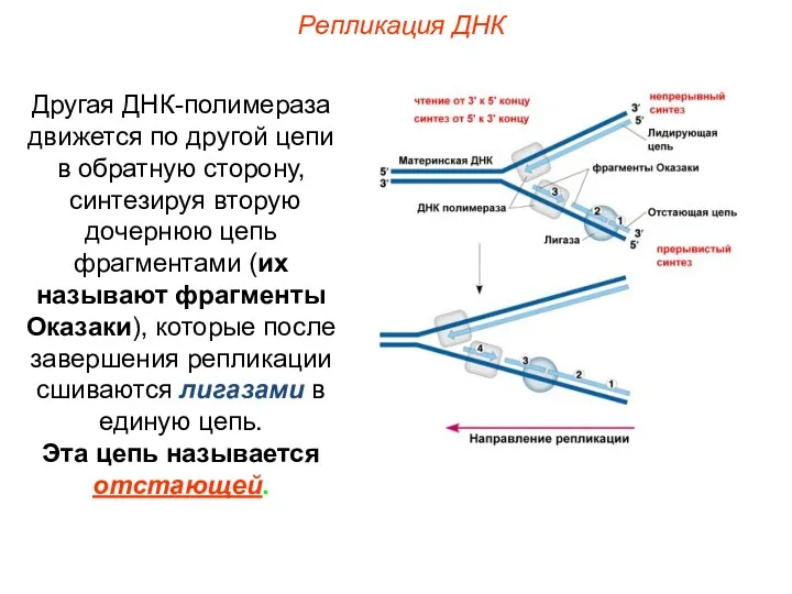 Другая ДНК-полимераза движется по другой цепи в обратную сторону, синтезируя