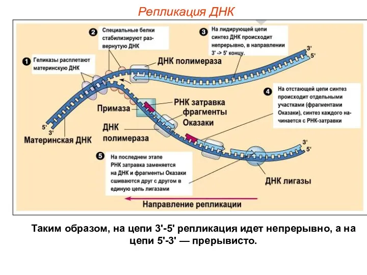 Репликация ДНК Таким образом, на цепи 3'-5' репликация идет непрерывно, а на цепи 5'-3' — прерывисто.