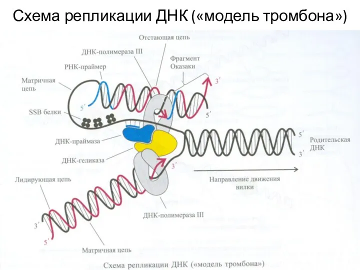 Схема репликации ДНК («модель тромбона»)