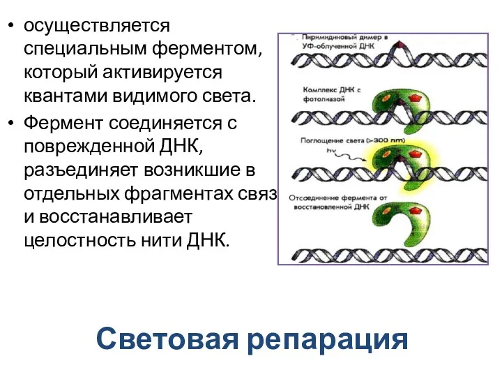 Световая репарация осуществляется специальным ферментом, который активируется квантами видимого света.