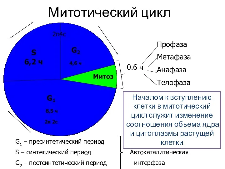 Митотический цикл 0.6 ч Профаза Метафаза Анафаза Телофаза G1 –