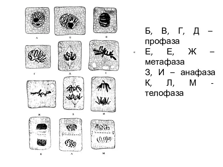 Б, В, Г, Д – профаза Е, Е, Ж –