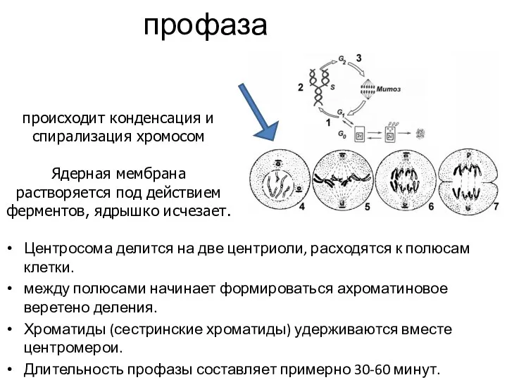 профаза Центросома делится на две центриоли, расходятся к полюсам клетки.