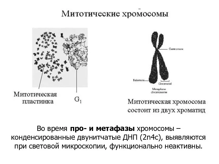 Во время про- и метафазы хромосомы – конденсированные двунитчатые ДНП